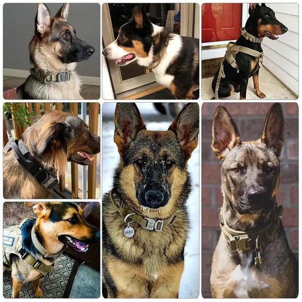 Dog Collar,Dog Collar,The Gift Dimension